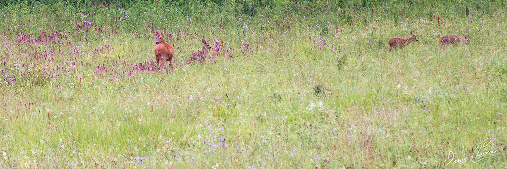 Chevrette et ses trois faons dans une prairie